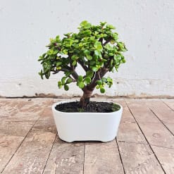 Bonsai Mediano 3 años